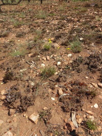 Senecio scitus, photographed by Andrew Hankey