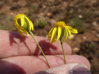 Senecio scitus, photographed by Andrew Hankey