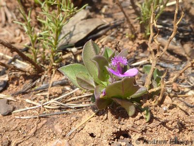 Polygala transvaalensis, photographed by Andrew Hankey