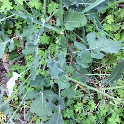 Brassica fruticulosa, photographed by Dilrukshan Priyantha Wijesinghe