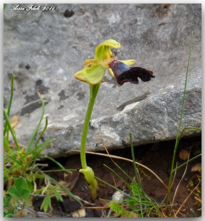 Ophrys atlantica, photographed by Aissa Djamel Filali