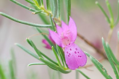 Eremophila alternifolia, photographed by Rolf Lawrenz