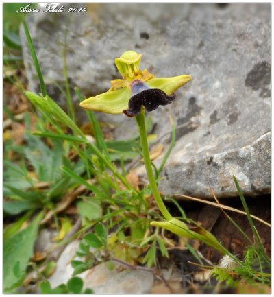 Ophrys atlantica, photographed by Aissa Djamel Filali