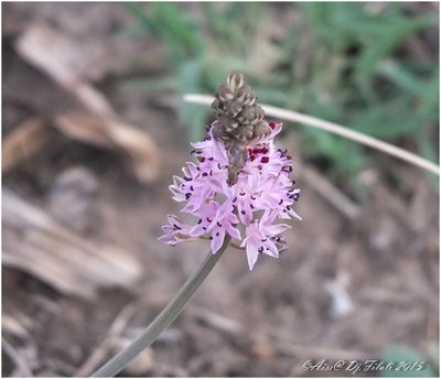 Prospero obtusifolium, photographed by Aissa Djamel Filali