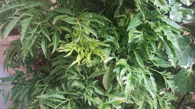 Polyscias fruticosa, photographed by Ong Jyh Seng