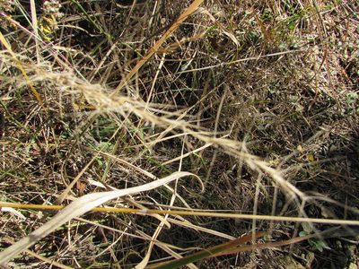 Aristida purpurascens, photographed by Chris Hoess