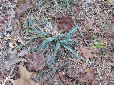 Carex glaucodea, photographed by Chris Hoess