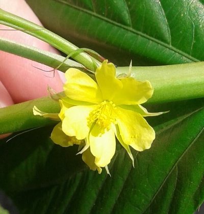 Corchorus olitorius, photographed by Sue Ann Kendall
