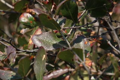 Olinia emarginata, photographed by Tony Rebelo