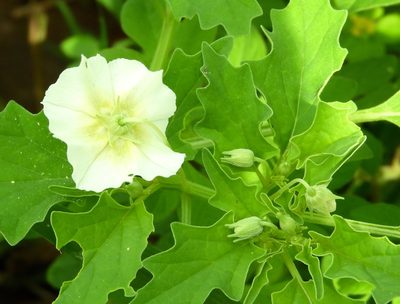 Physalis acutifolia, photographed by Francisco Farriols Sarabia