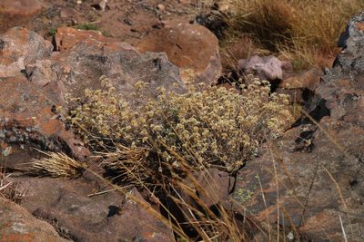 Helichrysum lepidissimum, photographed by Tony Rebelo