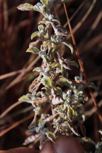 Helichrysum lepidissimum, photographed by Tony Rebelo