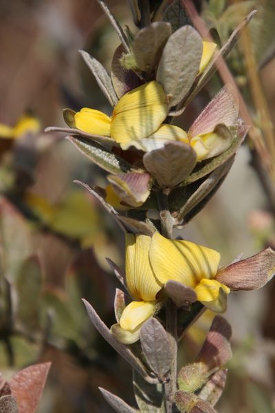 Rhynchosia nitens, photographed by Tony Rebelo