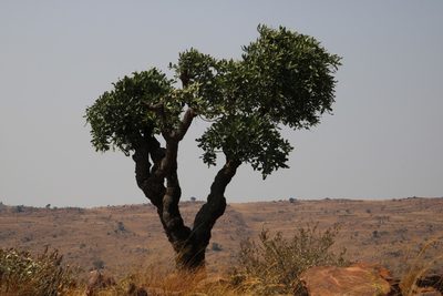 Cussonia transvaalensis, photographed by Tony Rebelo