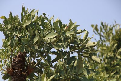 Cussonia transvaalensis, photographed by Tony Rebelo