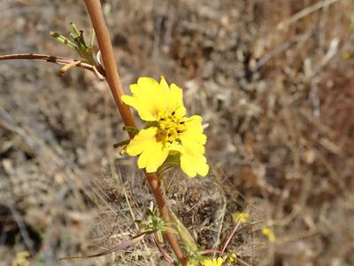 Calycadenia truncata, photographed by joergmlpts