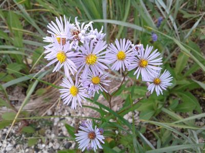 Symphyotrichum robynsianum, photographed by Quinten Wiegersma