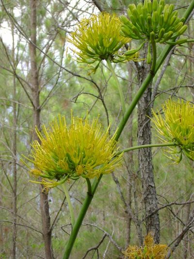 Agave intermixta, photographed by Paul Prior