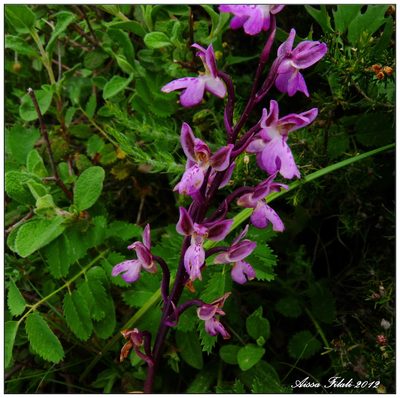 Orchis patens, photographed by Aissa Djamel Filali