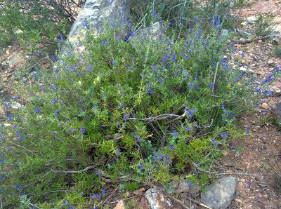 Salvia jordanii, photographed by Aissa Djamel Filali