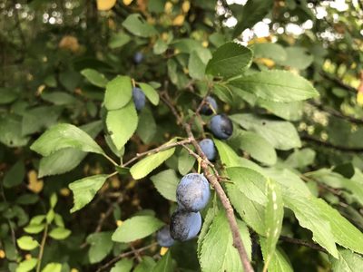 Prunus insititia, photographed by Jason Grant