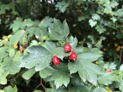 Crataegus rhipidophylla, photographed by Jason Grant