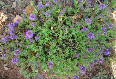 Thymus numidicus, photographed by Aissa Djamel Filali