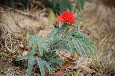 Calliandra dysantha, photographed by Douglas
