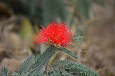 Calliandra dysantha, photographed by Douglas