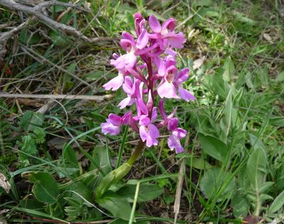 Orchis laeta, photographed by Aissa Djamel Filali