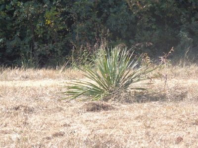 Yucca necopina, photographed by olivernaturepark