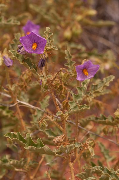 Solanum petrophilum, photographed by Rolf Lawrenz