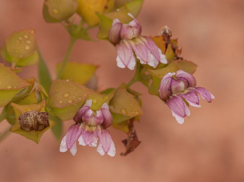 Goodenia connata, photographed by Rolf Lawrenz