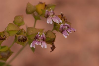 Goodenia connata, photographed by Rolf Lawrenz