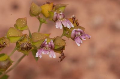 Goodenia connata, photographed by Rolf Lawrenz