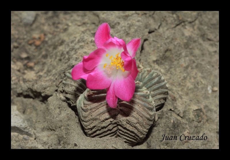 Aztekium valdezii, photographed by Juan Cruzado Cortés
