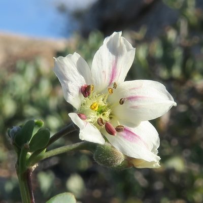 Roepera leptopetala, photographed by Kevin Murray