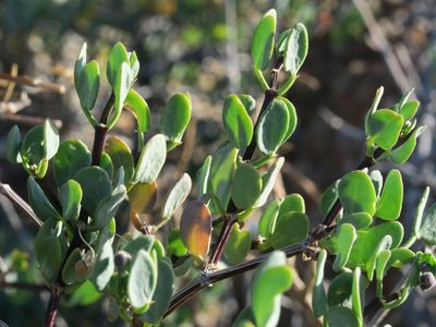 Roepera leptopetala, photographed by Kevin Murray