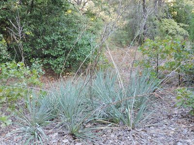 Yucca necopina, photographed by Sam Kieschnick