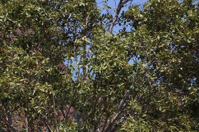 Syzygium guineense, photographed by Tony Rebelo