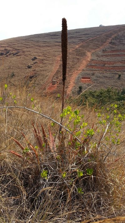 Aloe macroclada, photographed by Stuart Cable