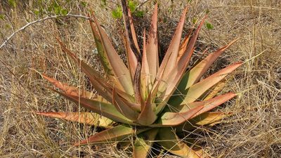 Aloe macroclada, photographed by Stuart Cable