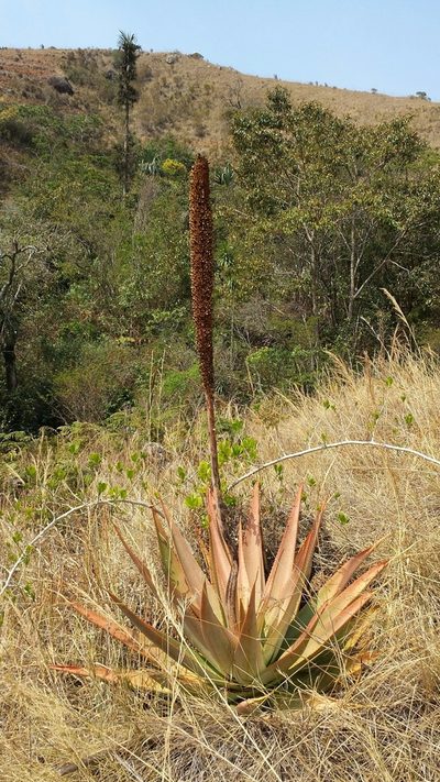 Aloe macroclada, photographed by Stuart Cable
