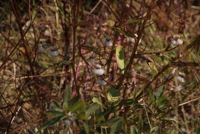 Laggera crispata, photographed by Tony Rebelo