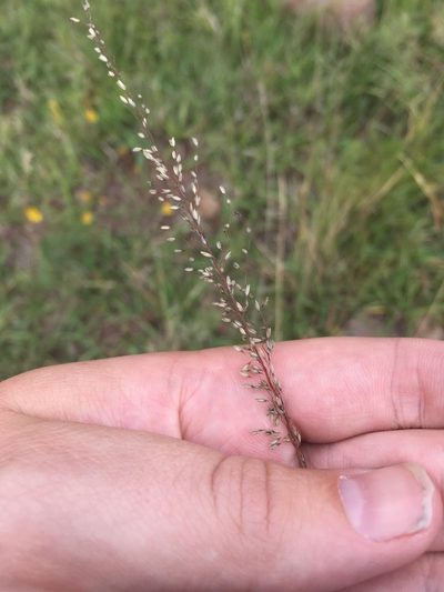 Muhlenbergia tricholepis, photographed by Trystan Harpold