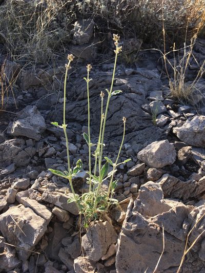 Froelichia arizonica, photographed by Cecelia Alexander