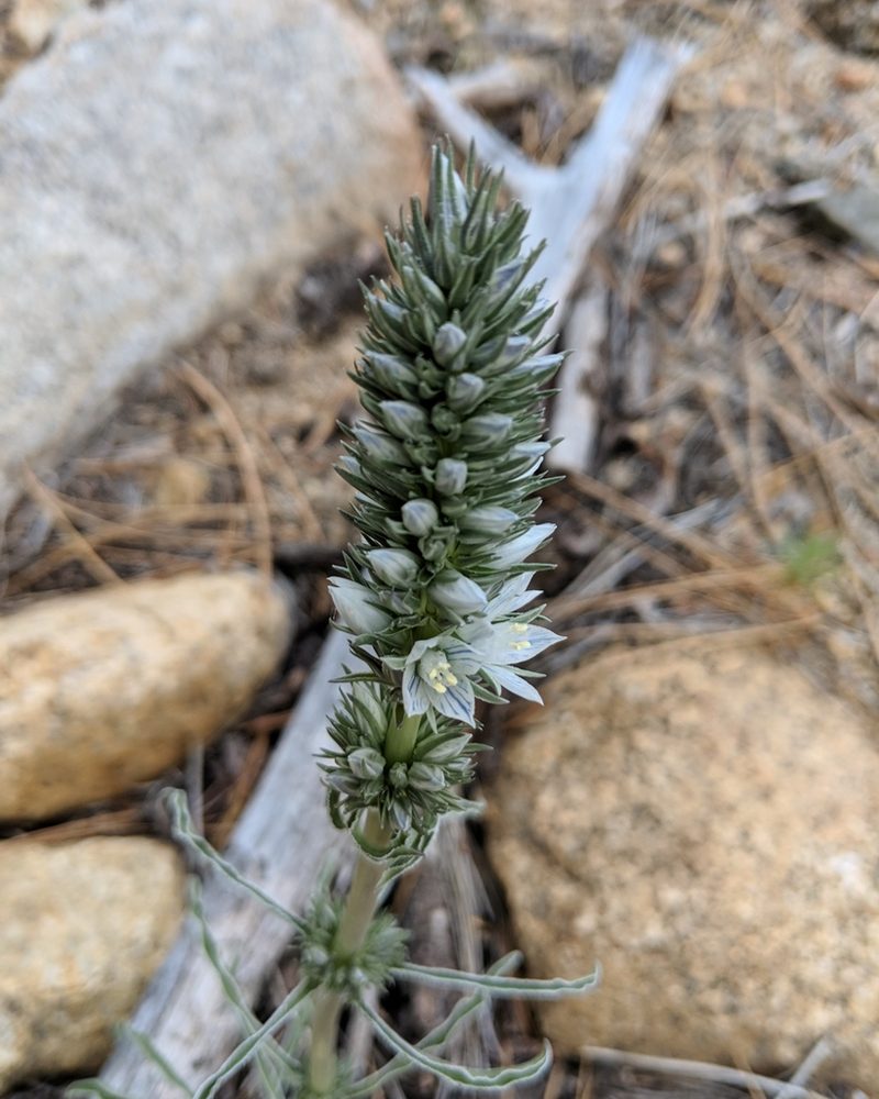Frasera tubulosa, photographed by Nora Bales