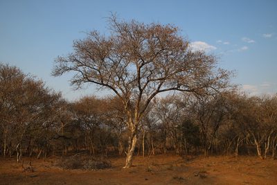 Senegalia erubescens, photographed by Tony Rebelo
