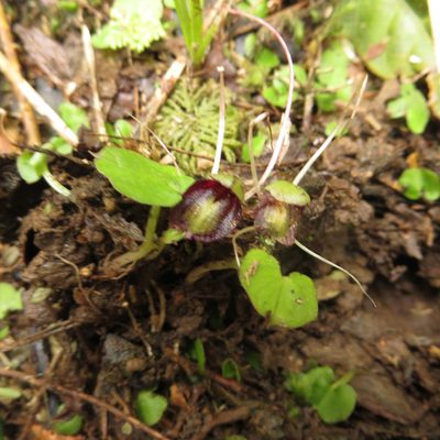 Corybas trilobus, photographed by Kathy Warburton