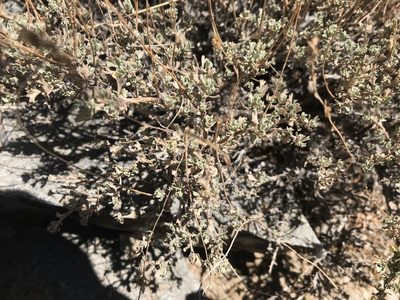 Artemisia nova, photographed by Noel